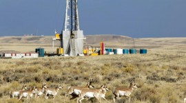 Plight of the Pronghorn