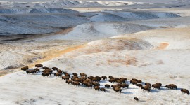 Return of the American Bison